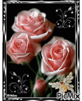Three pink roses. - Besplatni animirani GIF