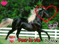 le cheval - Free animated GIF