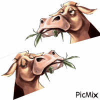 Cow GIF animado