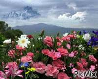 flowers - Gratis animerad GIF