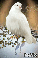 dove - Darmowy animowany GIF