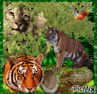 rendez-vous des tigres GIF animé