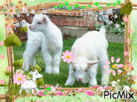 les petite chèvres blanche animasyonlu GIF