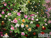 bébés dans les roses - 無料のアニメーション GIF
