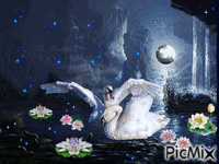 влюбленные лебеди - Kostenlose animierte GIFs