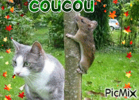 coucou - Zdarma animovaný GIF