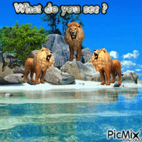Lions GIF animé