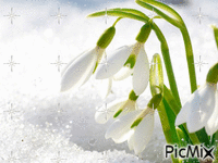 Hóvirágok - GIF animado grátis