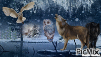 OWL / WOLF 2 GIF animé