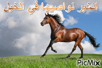 الخيل - Бесплатни анимирани ГИФ