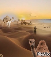 Desiertos Animated GIF