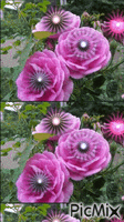 journee en rose - 無料のアニメーション GIF