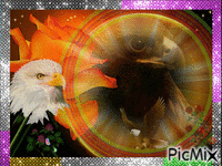 Eagle GIF animé