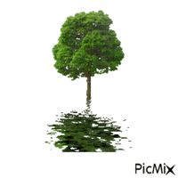 albero - Ingyenes animált GIF