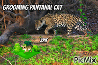 Grooming Pantanal Cat - Bezmaksas animēts GIF