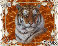 Gentil tigre ♥♥♥ 动画 GIF