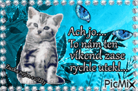 víkend kočka - Ingyenes animált GIF