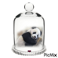 panda анимированный гифка