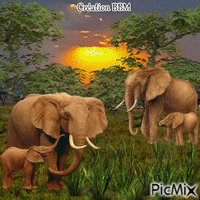 Eléphants par BBM animovaný GIF