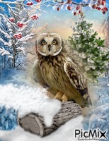 winter owl animēts GIF