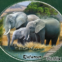 Elefanten - Nemokamas animacinis gif