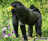 Chimpancé-ave animovaný GIF