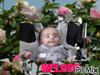 melody - Free animated GIF