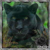 panther magic GIF animé