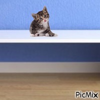 Kitten on bench - Free PNG