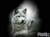 loup et lune animerad GIF