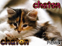 chaton a laura - GIF animé gratuit