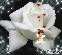 trandafir alb - Ingyenes animált GIF