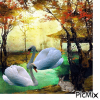 swans анимиран GIF