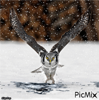 Owl !❤ animovaný GIF