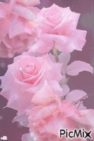 Rosa en rosa geanimeerde GIF