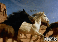 chevaux animovaný GIF