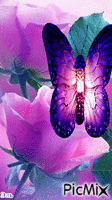 Бабочки - 無料のアニメーション GIF
