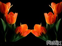 أجمل الورود - Δωρεάν κινούμενο GIF