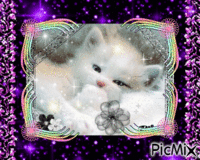 Jolie petit chaton blanc animasyonlu GIF