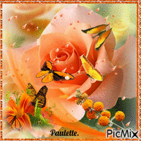 rose et papillons