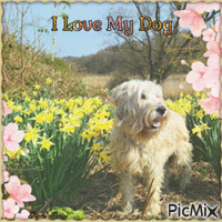 Concours : I love my dog