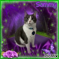 Purple & Green Only SAMMY MY CAT