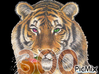 tigre animovaný GIF