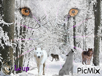 les loups - Darmowy animowany GIF