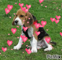 beagle - GIF animasi gratis