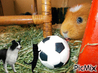 Football time - Darmowy animowany GIF