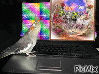 love love birds GIF animata