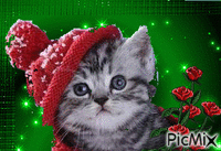 kočička - Zdarma animovaný GIF