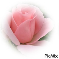 rosa - GIF animado grátis