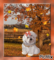 chien automne Animated GIF